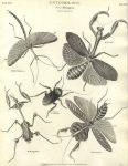 Entomology, Hemiptera - Mantis, 1804