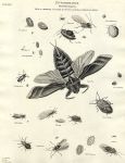 Entomology, Hemiptera - Chermes, Cimex, Coccus, Nepa, Thrips, 1804