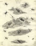 Entomology, Coleoptera - Cicindela (tiger beetles), 1804