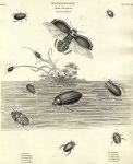 Entomology, Coleoptera - Dytiscus (diving beetles), 1804