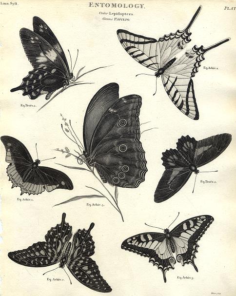 Entomology, Lepidoptera - Papilio (swallowtail butterfly), 1804