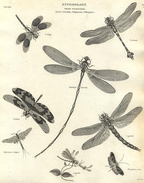 Entomology, Neuroptera - Libellula, Ephemera & Phryganea, 1804