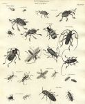 Entomology, Coleoptera - (beetles), 1804