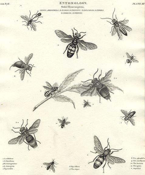 Entomology, Hymenoptera - (wasps etc.), 1804