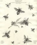 Entomology, Hymenoptera - (wasps etc.), 1804