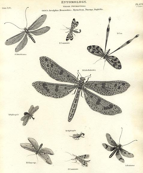 Entomology, Neuroptera - (net-winged insects), 1804