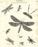 Entomology, Neuroptera - (net-winged insects), 1804