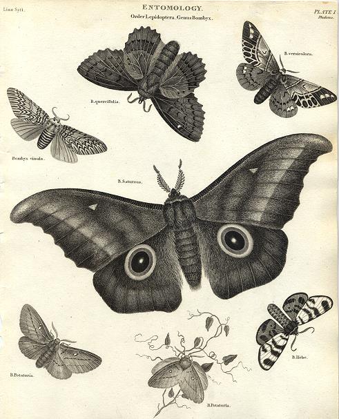 Entomology, Lepidoptera - Bombyx (moths), 1804