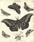 Entomology, Lepidoptera - Bombyx (moths), 1804