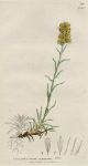 Gnaphalium supinum, Sowerby, 1802 / 1839