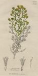 Erigeron Canadensis, Sowerby, 1802 / 1839