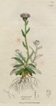 Erigeron alpinum, Sowerby, 1802 / 1839