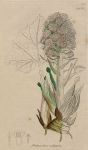 Petasites vulgaris, Sowerby, 1802 / 1839