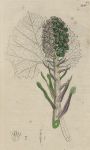Petasites variety, Sowerby, 1802 / 1839