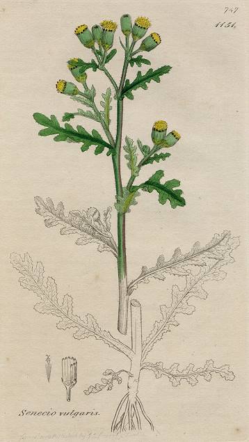 Senecio vulgaris, Sowerby, 1802 / 1839