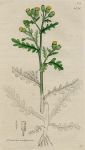 Senecio vulgaris, Sowerby, 1802 / 1839