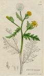 Senecio viscosus, Sowerby, 1802 / 1839