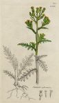 Senecio sylvaticus, Sowerby, 1802 / 1839