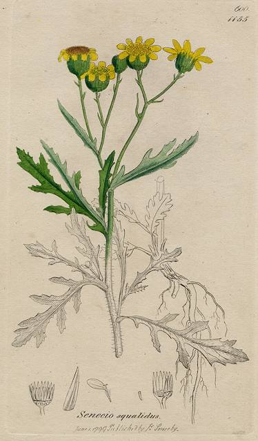 Senecio squalidus, Sowerby, 1802 / 1839