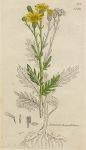 Senecio tenuifolius, Sowerby, 1802 / 1839