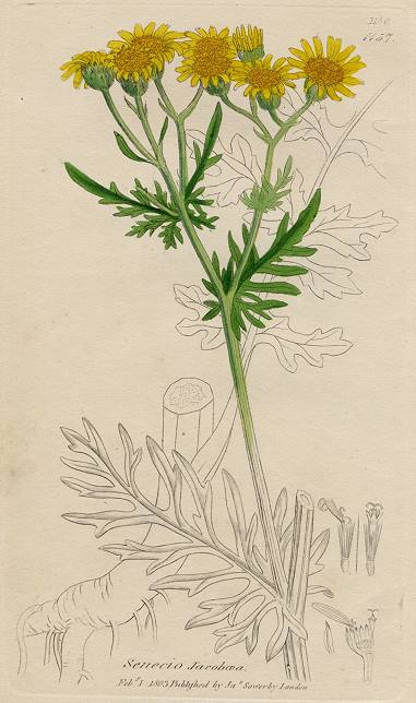 Senecio Jacoboea, Sowerby, 1802 / 1839