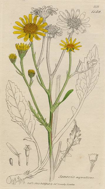 Senecio aquaticus, Sowerby, 1802 / 1839