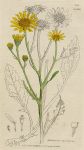 Senecio aquaticus, Sowerby, 1802 / 1839