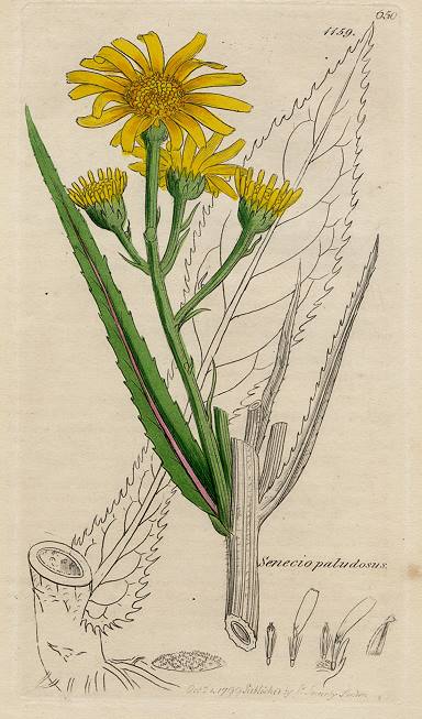 Senecio paludosus, Sowerby, 1802 / 1839