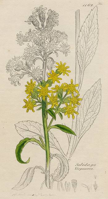 Solidago Virgaurea, Sowerby, 1802 / 1839