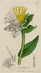 Inula Helenium, Sowerby, 1802 / 1839