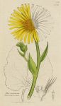 Doronicum plantaginetum, Sowerby, 1802 / 1839