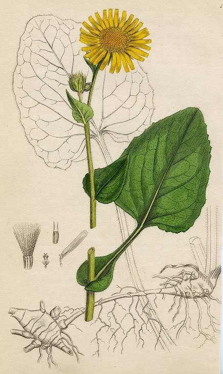 Doronicum variety, Sowerby, 1802 / 1839