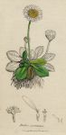 Bellis perennis, Sowerby, 1802 / 1839