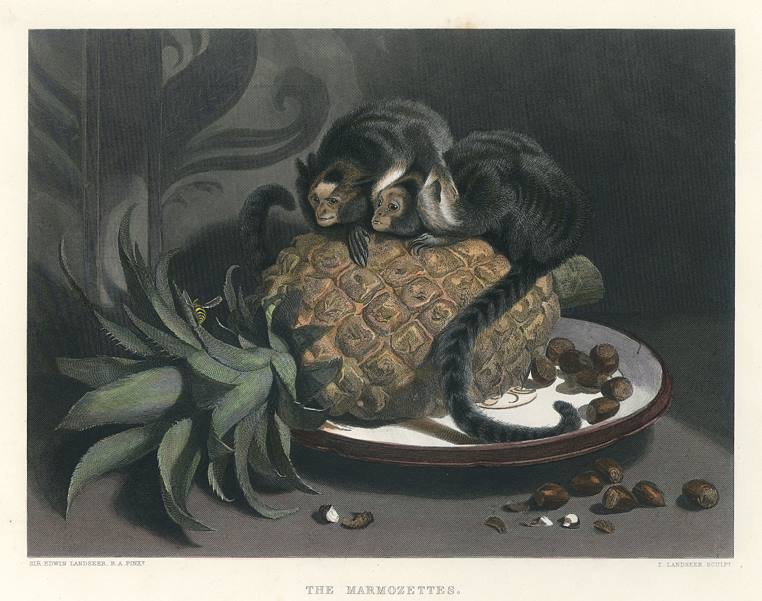 The Marmozettes (marmosets), after Landseer, published 1880