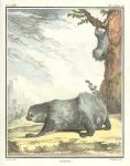 Sloth, Buffon's Natural History, 1780