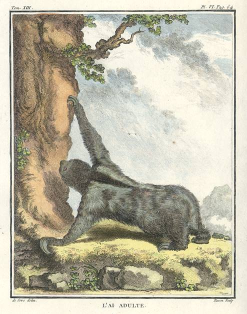 Three-toed Sloth, Buffon's Natural History, 1780