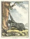 Three-toed Sloth, Buffon's Natural History, 1780