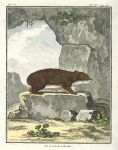 Cavy (guinea pig), Buffon's Natural History, 1780