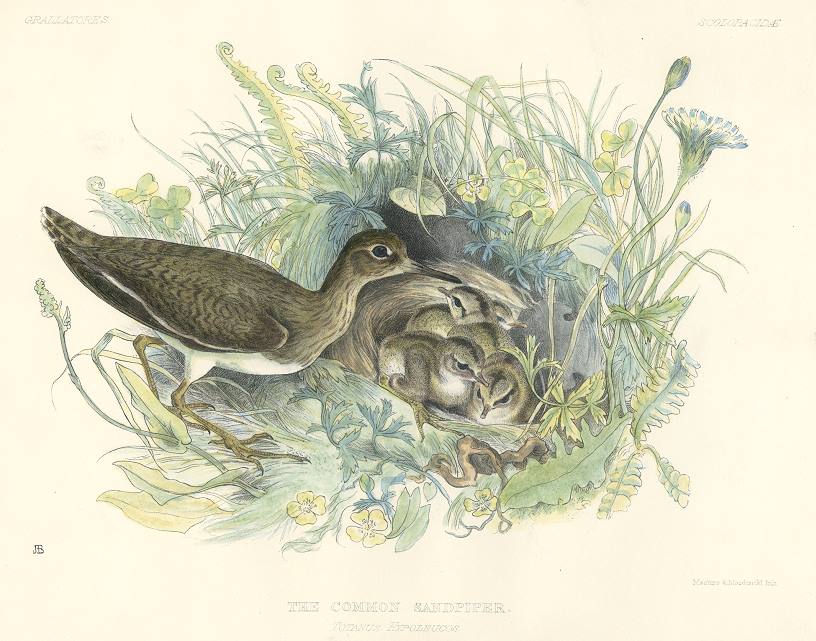 Common Sandpiper, hand coloured lithograph, 1850