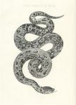 Boa Constrictor, 1813