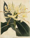 Hedychium flavescens, Loddiges, 1832