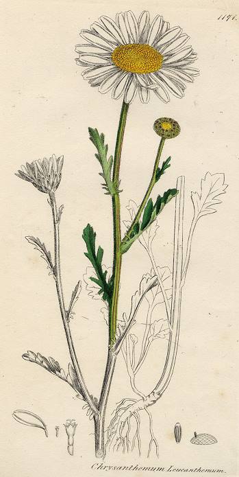 Chrysanthemum Leucanthemum, Sowerby, c1802 / 1839