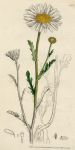 Chrysanthemum Leucanthemum, Sowerby, c1802 / 1839