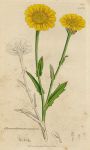 Chrysanthemum segetum, Sowerby, 1799 / 1839