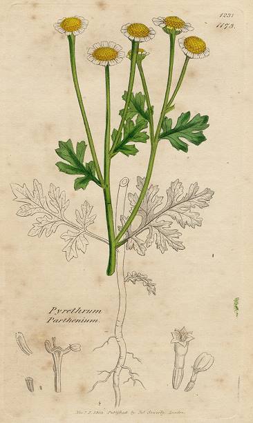 Pyrethrum Parthenium, Sowerby, 1803 / 1839