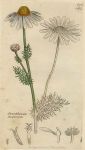 Pyrethrum inodorum, Sowerby, 1800 / 1839