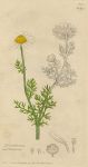 Pyrethrum maritimum, Sowerby, 1802 / 1839