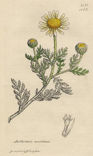 Anthemis maritima, Sowerby, 1812 / 1839