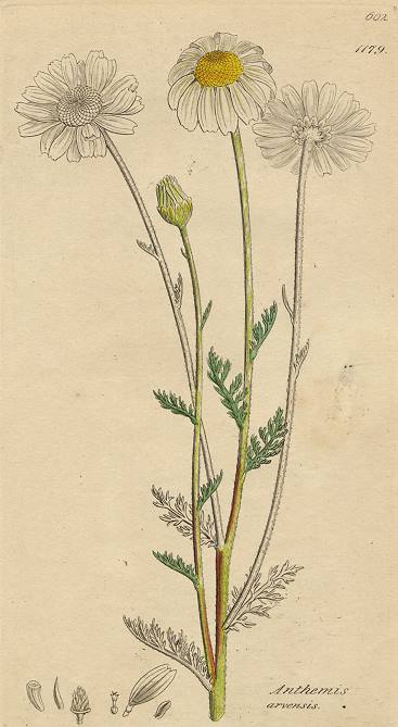 Anthemis arvensis, Sowerby, 1800 / 1839