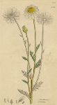 Anthemis arvensis, Sowerby, 1800 / 1839